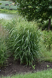 Summer Sunrise Switch Grass (Panicum virgatum 'Summer Sunrise') at Stonegate Gardens