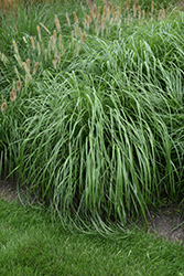 Jambalaya Fountain Grass (Pennisetum alopecuroides 'Jambalaya') at Stonegate Gardens