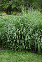 Etouffee Fountain Grass (Pennisetum alopecuroides 'Etouffee') at Stonegate Gardens