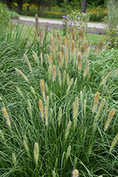 Praline Fountain Grass (Pennisetum alopecuroides 'Tift H18') at Stonegate Gardens