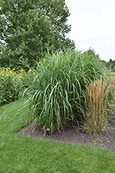 My Fair Maiden Maiden Grass (Miscanthus sinensis 'NCMS1') at Stonegate Gardens
