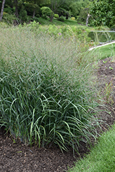 Prairie Dog Switch Grass (Panicum virgatum 'Prairie Dog') at A Very Successful Garden Center