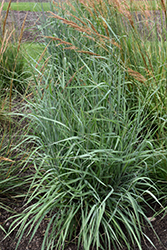 Sioux Blue Indian Grass (Sorghastrum nutans 'Sioux Blue') at Stonegate Gardens