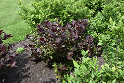 Burgundy Spice Sweetshrub (Calycanthus floridus 'Burgundy Spice') at Stonegate Gardens