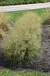 Golden Dew Tufted Hair Grass (Deschampsia cespitosa 'Goldtau') at Stonegate Gardens