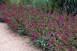 Skyscraper Dark Purple Salvia (Salvia 'HYBSV16016') at Lakeshore Garden Centres