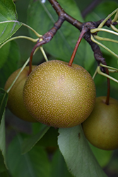 Shinsui Asian Pear (Pyrus pyrifolia 'Shinsui') at Stonegate Gardens