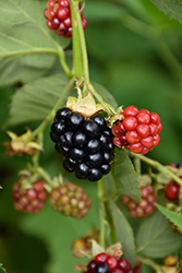 Triple Crown Blackberry (Rubus 'Triple Crown') at Wallitsch Nursery And Garden Center