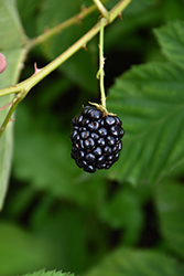 Illini Hardy Blackberry (Rubus 'Illini Hardy') at Lakeshore Garden Centres