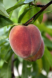 Contender Peach (Prunus persica 'Contender') at Stonegate Gardens
