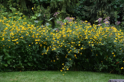False Sunflower (Heliopsis helianthoides) at Stonegate Gardens