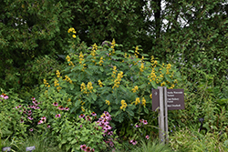 Wild Senna (Senna hebecarpa) at Lakeshore Garden Centres