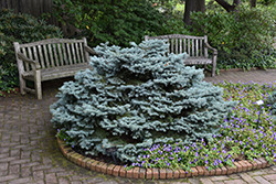 Thume Blue Spruce (Picea pungens 'Thume') at Stonegate Gardens