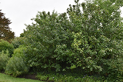 Rusty Blackhaw (Viburnum rufidulum) at Stonegate Gardens
