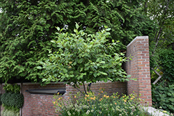 Smooth Alder (Alnus serrulata) at Stonegate Gardens