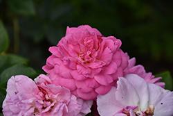 Orchid Romance Rose (Rosa 'Radprov') at Lakeshore Garden Centres