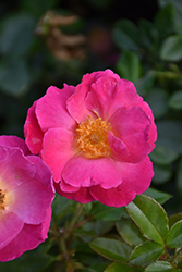 Shining Moment Rose (Rosa 'Radshining') at Stonegate Gardens