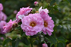 Cape Diamond Rose (Rosa 'Cape Diamond') at Stonegate Gardens