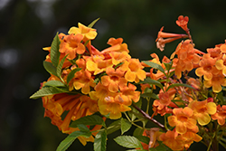 Orange Jubilee Esperanza (Tecoma stans 'Orange Jubilee') at Stonegate Gardens