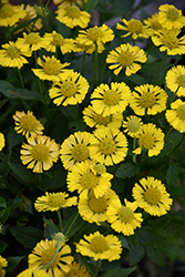 Mariachi Sombrero Sneezeweed (Helenium autumnale 'Sombrero') at Lakeshore Garden Centres