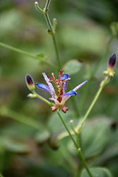 Dark Beauty Toad Lily (Tricyrtis formosana 'Dark Beauty') at A Very Successful Garden Center