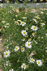 Daisy Mae Japanese Aster (Kalimeris integrifolia 'Daisy Mae') at Stonegate Gardens