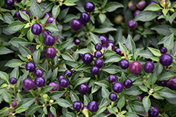 Hot Pops Purple Ornamental Pepper (Capsicum annuum 'Hot Pops Purple') at A Very Successful Garden Center