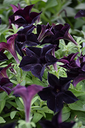 Black Ray Petunia (Petunia 'Black Ray') at Lakeshore Garden Centres