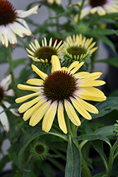 Butterfly Yellow Rainbow Marcella Coneflower (Echinacea 'Ech391') at A Very Successful Garden Center