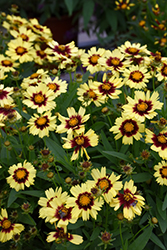 UpTick Yellow and Red Tickseed (Coreopsis 'Baluptowed') at Stonegate Gardens