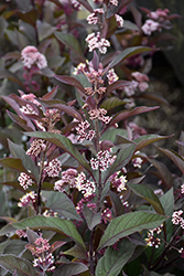 Pearl Glam Beautyberry (Callicarpa 'NCCX2') at Lakeshore Garden Centres