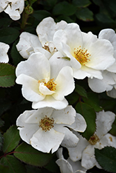 White Knock Out Rose (Rosa 'Radwhite') at Stonegate Gardens