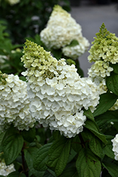 Moonrock Hydrangea (Hydrangea paniculata 'Kolmakilima') at Lakeshore Garden Centres