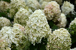 Candy Apple Hydrangea (Hydrangea paniculata 'SMHPMWMH') at Lakeshore Garden Centres