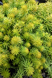 Sunsparkler Angelina's Teacup Stonecrop (Sedum rupestre 'Angelina's Teacup') at Lakeshore Garden Centres
