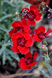 Fire Star Pinks (Dianthus 'Devon Xera') at A Very Successful Garden Center