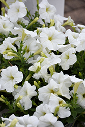 Hurrah White Petunia (Petunia 'Hurrah White') at Stonegate Gardens