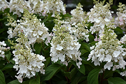 Candelabra Hydrangea (Hydrangea paniculata 'Hpopr013') at Lakeshore Garden Centres