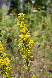Sticky Goldenrod (Solidago simplex) at A Very Successful Garden Center