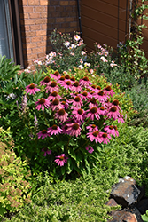 PowWow Wild Berry Coneflower (Echinacea purpurea 'PowWow Wild Berry') at Lakeshore Garden Centres