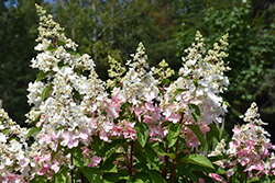 Confetti Hydrangea (Hydrangea paniculata 'Vlasveld002') at Stonegate Gardens