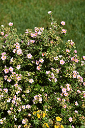 Pink Beauty Potentilla (Potentilla fruticosa 'Pink Beauty') at Lakeshore Garden Centres