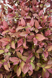 Double Play Red Spirea (Spiraea japonica 'SMNSJMFR') at Lakeshore Garden Centres