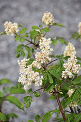 Red Elderberry (Sambucus pubens) at Lakeshore Garden Centres