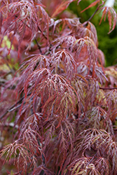 Velvet Viking Japanese Maple (Acer palmatum 'Monfrick') at Lakeshore Garden Centres