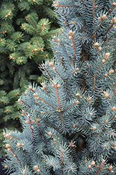 Blue Totem Spruce (Picea pungens 'Blue Totem') at Lakeshore Garden Centres