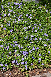Dart's Blue Periwinkle (Vinca minor 'Dart's Blue') at Lakeshore Garden Centres