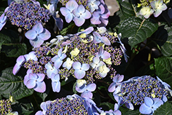 Pop Star Hydrangea (Hydrangea macrophylla 'BAILMACSIX') at Lakeshore Garden Centres