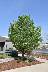 Summer Storm Japanese Tree Lilac (Syringa reticulata 'Summer Storm') at Lakeshore Garden Centres