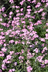 Rosylva Forget-Me-Not (Myosotis sylvatica 'Rosylva') at Lakeshore Garden Centres